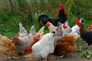 Autark leben - private Hühnerhaltung