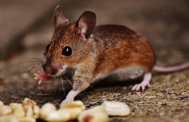 Mäuse fernhalten — die besten Tipps gegen unerwünschte Nager