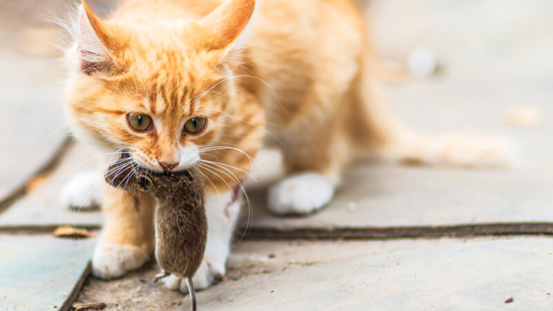Wenn die Katze zum Jäger wird – Umgang mit mitgebrachten „Geschenken“
