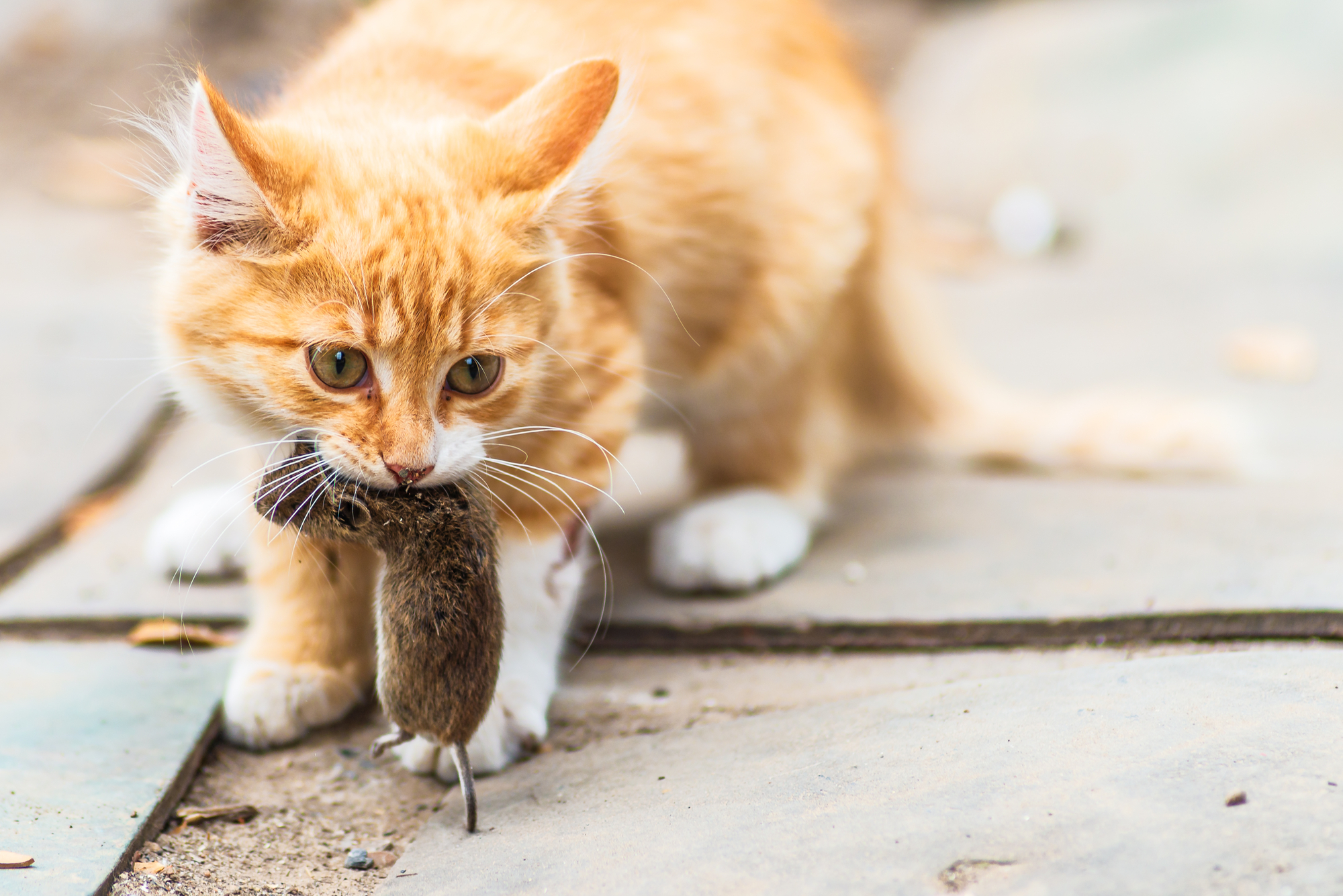 Wenn die Katze zum Jäger wird – Umgang mit mitgebrachten „Geschenken“