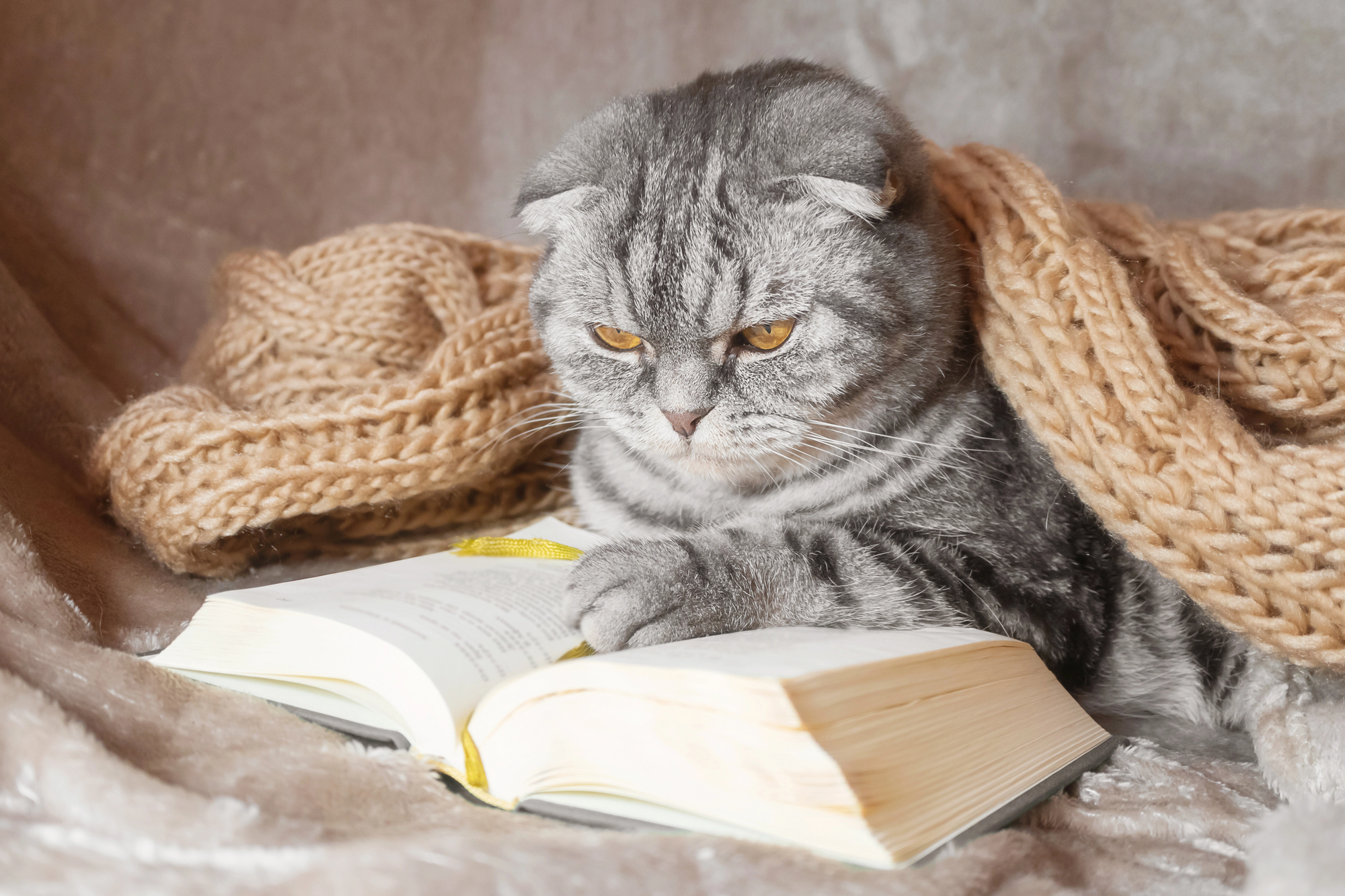 Gewinnspiel. Ein Buch voller Wärme: Wie „Ein Leben mit Katzen“ dein Herz berührt