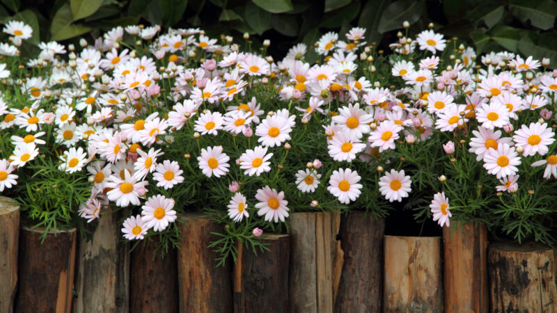 Hilfe, meine Margeriten verwelken! Die 5 häufigsten Fehler und wie du sie vermeidest