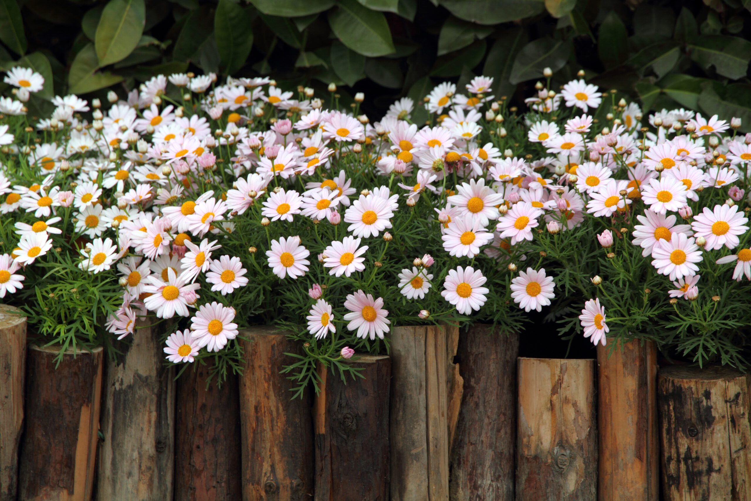 Hilfe, meine Margeriten verwelken! Die 5 häufigsten Fehler und wie du sie vermeidest